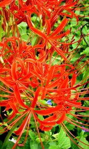 Preview wallpaper spider lily, flowers, flowerbed, close-up