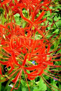 Preview wallpaper spider lily, flowers, flowerbed, close-up