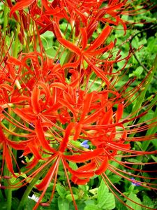 Preview wallpaper spider lily, flowers, flowerbed, close-up