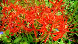 Preview wallpaper spider lily, flowers, flowerbed, close-up