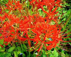 Preview wallpaper spider lily, flowers, flowerbed, close-up