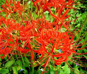 Preview wallpaper spider lily, flowers, flowerbed, close-up