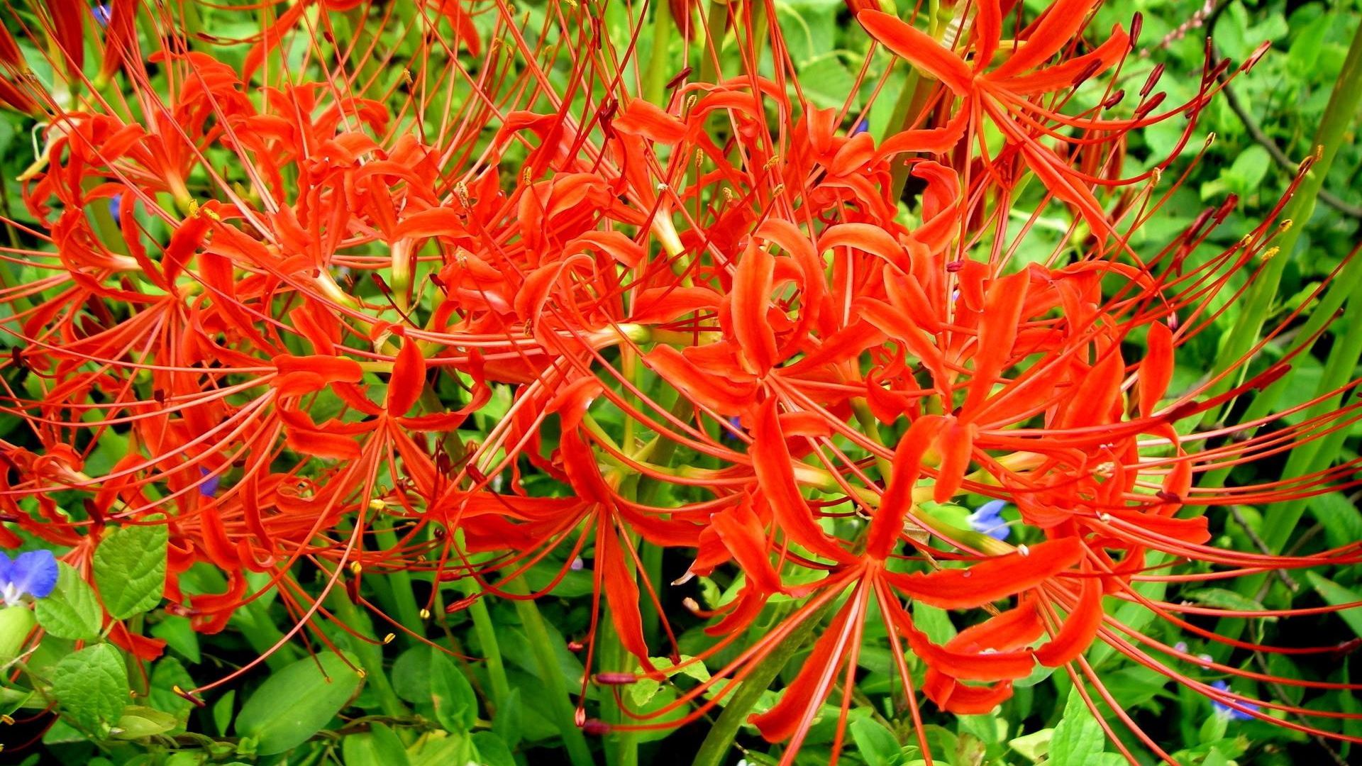 download-wallpaper-1920x1080-spider-lily-flowers-flowerbed-close-up