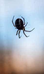 Preview wallpaper spider, macro, close-up, cobweb