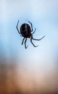 Preview wallpaper spider, macro, close-up, cobweb