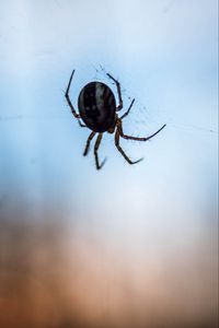 Preview wallpaper spider, macro, close-up, cobweb