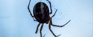 Preview wallpaper spider, macro, close-up, cobweb