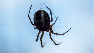 Preview wallpaper spider, macro, close-up, cobweb