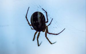Preview wallpaper spider, macro, close-up, cobweb
