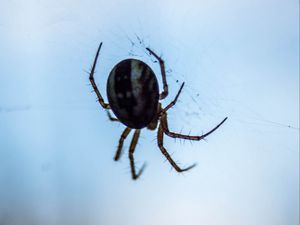 Preview wallpaper spider, macro, close-up, cobweb