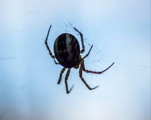 Preview wallpaper spider, macro, close-up, cobweb