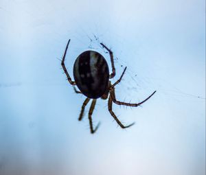 Preview wallpaper spider, macro, close-up, cobweb