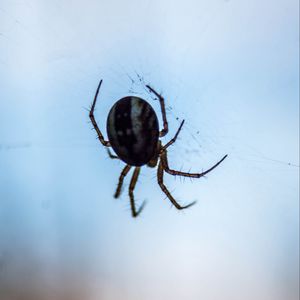 Preview wallpaper spider, macro, close-up, cobweb