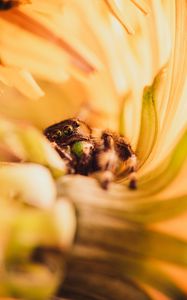 Preview wallpaper spider, macro, flower, petals