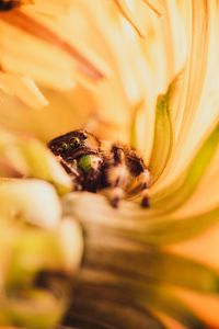 Preview wallpaper spider, macro, flower, petals