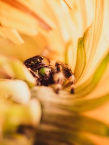 Preview wallpaper spider, macro, flower, petals