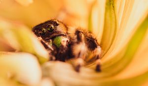 Preview wallpaper spider, macro, flower, petals