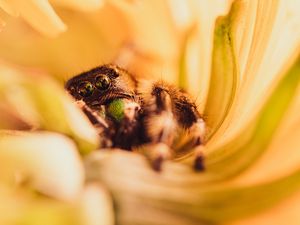 Preview wallpaper spider, macro, flower, petals