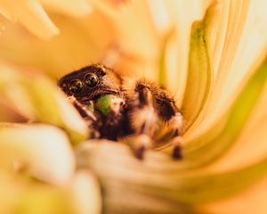 Preview wallpaper spider, macro, flower, petals