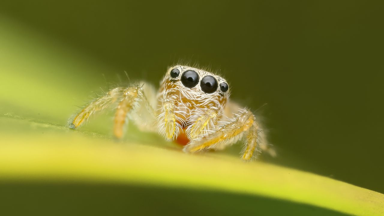 Wallpaper spider, macro, leaf, blur