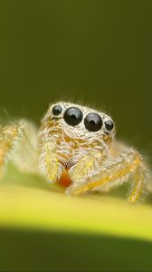 Preview wallpaper spider, macro, leaf, blur