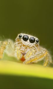 Preview wallpaper spider, macro, leaf, blur