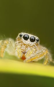 Preview wallpaper spider, macro, leaf, blur