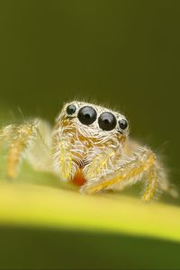 Preview wallpaper spider, macro, leaf, blur