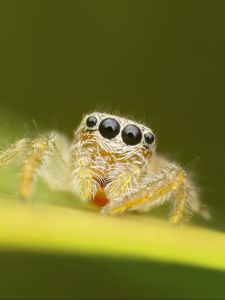 Preview wallpaper spider, macro, leaf, blur