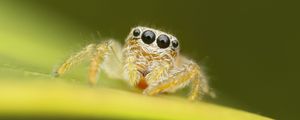 Preview wallpaper spider, macro, leaf, blur