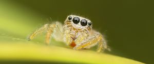 Preview wallpaper spider, macro, leaf, blur