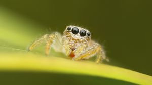 Preview wallpaper spider, macro, leaf, blur