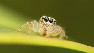 Preview wallpaper spider, macro, leaf, blur