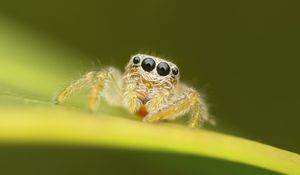 Preview wallpaper spider, macro, leaf, blur