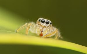 Preview wallpaper spider, macro, leaf, blur