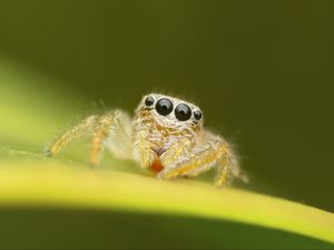 Preview wallpaper spider, macro, leaf, blur