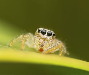 Preview wallpaper spider, macro, leaf, blur