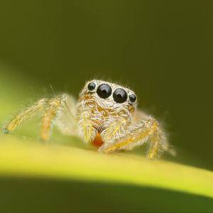 Preview wallpaper spider, macro, leaf, blur