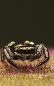 Preview wallpaper spider, macro, small, black