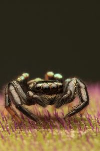 Preview wallpaper spider, macro, small, black