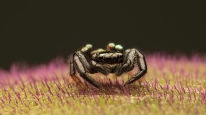 Preview wallpaper spider, macro, small, black