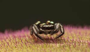 Preview wallpaper spider, macro, small, black