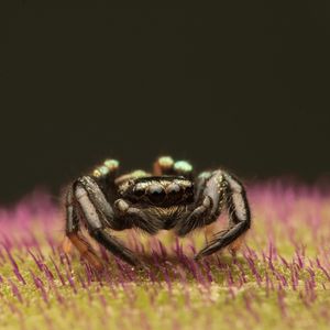 Preview wallpaper spider, macro, small, black