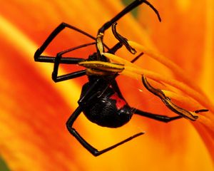 Preview wallpaper spider, petals, climbing, insect