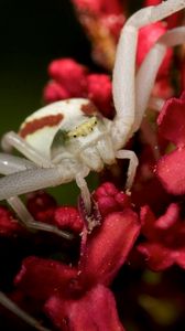 Preview wallpaper spider, petals, climbing, insect