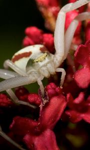 Preview wallpaper spider, petals, climbing, insect