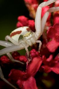 Preview wallpaper spider, petals, climbing, insect