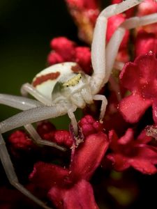 Preview wallpaper spider, petals, climbing, insect