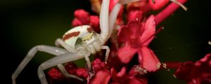 Preview wallpaper spider, petals, climbing, insect