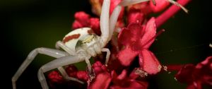 Preview wallpaper spider, petals, climbing, insect